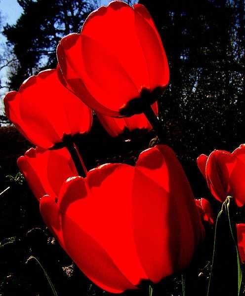 picture of red tulips